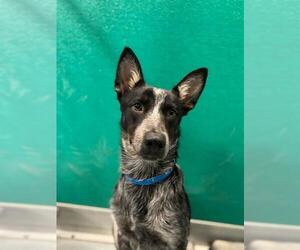 Australian Shepherd-Unknown Mix Dogs for adoption in Visalia, CA, USA