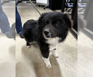 Australian Shepherd-Unknown Mix Dogs for adoption in Pierceton , IN, USA