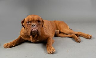 Dogue de Bordeaux Dogs for adoption in Ashland, WI, USA