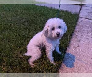 Poodle (Toy) Dogs for adoption in Houston, TX, USA