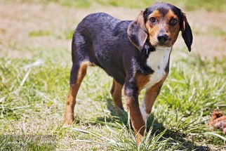 Beagle Dogs for adoption in Pryor, OK, USA