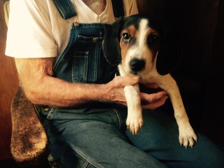 Medium Photo #1 Beagle-Unknown Mix Puppy For Sale in Waldron, AR, USA