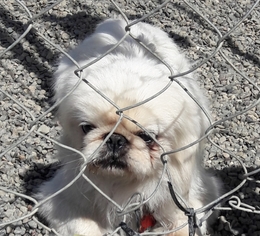 Pekingese Dogs for adoption in Richmond, CA, USA