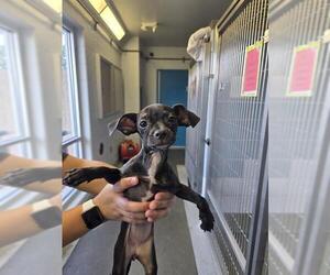 Pug-Unknown Mix Dogs for adoption in San Antonio, TX, USA