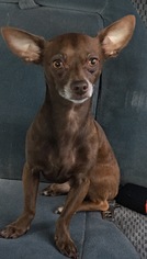 Chiweenie Dogs for adoption in Vancouver, WA, USA