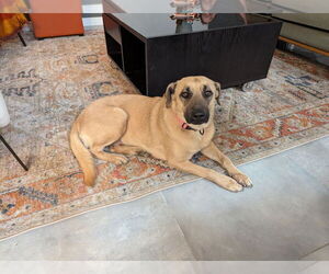 Mutt Dogs for adoption in Salt Lake City, UT, USA