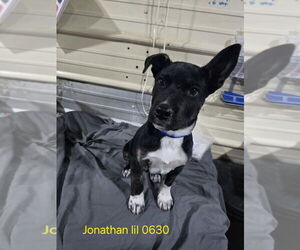 Mutt Dogs for adoption in Foristell, MO, USA