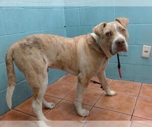 American Pit Bull Terrier Dogs for adoption in Downey, CA, USA