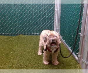 Poodle (Miniature) Dogs for adoption in Downey, CA, USA