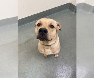 Labrador Retriever-Unknown Mix Dogs for adoption in Lee's Summit, MO, USA