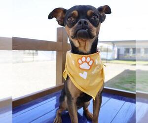 Chihuahua-Unknown Mix Dogs for adoption in San Antonio, TX, USA