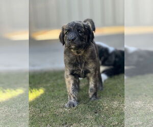 Labrador Retriever-Unknown Mix Dogs for adoption in San Diego, CA, USA