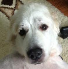 Great Pyrenees-Unknown Mix Dogs for adoption in Silver Spring, MD, USA