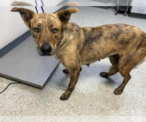 Labrador Retriever-Unknown Mix Dogs for adoption in Visalia, CA, USA