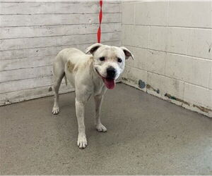 American Pit Bull Terrier Dogs for adoption in San Bernardino, CA, USA