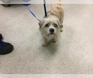 Mutt Dogs for adoption in Riverside, CA, USA