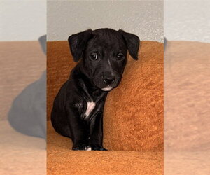 Mutt Dogs for adoption in Sacramento, CA, USA