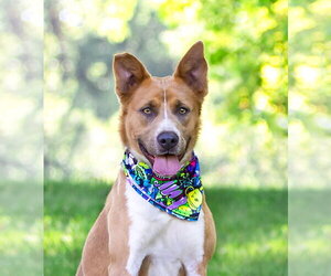 Basenji-Labrador Retriever Mix Dogs for adoption in Unionville, PA, USA