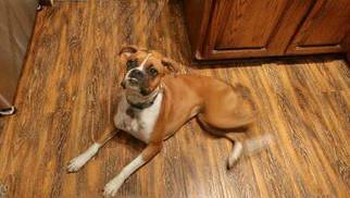 Boxer Dogs for adoption in Brookeville, MD, USA