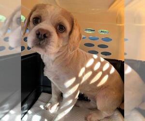 Shih Apso Dogs for adoption in Pataskala, OH, USA