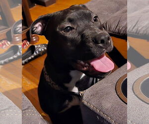 American Pit Bull Terrier-Labrador Retriever Mix Dogs for adoption in Germantown, OH, USA