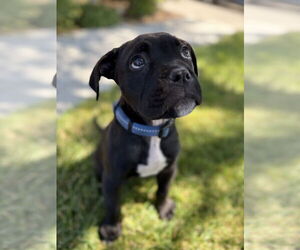 American Pit Bull Terrier-Unknown Mix Dogs for adoption in Berkeley, CA, USA