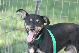 Mutt Dogs for adoption in Baraboo, WI, USA