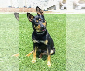 Mutt Dogs for adoption in Petaluma, CA, USA