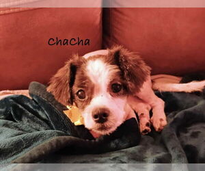 Shih-Poo Dogs for adoption in Rustburg, VA, USA