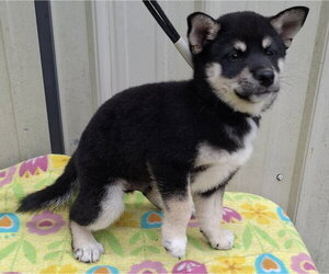 Shiba Inu Dogs for adoption in Mountain View, MO, USA