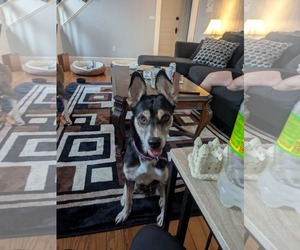 German Shepherd Dog-Huskies  Mix Dogs for adoption in Monterey, VA, USA