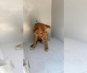 Labrador Retriever Dogs for adoption in Houston, TX, USA