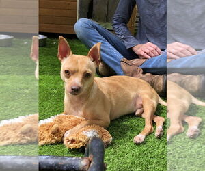Chihuahua-Unknown Mix Dogs for adoption in Imperial Beach, CA, USA