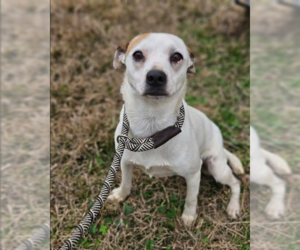 Jack Russell Terrier-Unknown Mix Dogs for adoption in Cranston, RI, USA