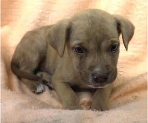 Mutt Dogs for adoption in Thief River Falls, MN, USA