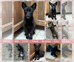 Mutt Dogs for adoption in Mesa, AZ, USA