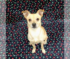 Chihuahua-Unknown Mix Dogs for adoption in FAIRLAWN, OH, USA
