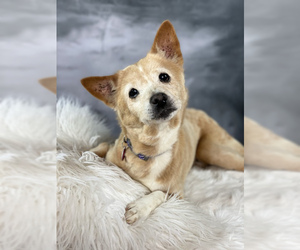 Shiba Inu Dogs for adoption in Garland, TX, USA