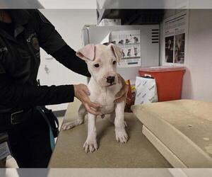 Boxer Dogs for adoption in Corona, CA, USA