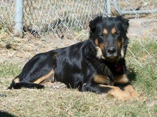 Australian Shepherd Dogs for adoption in Hankamer, TX, USA