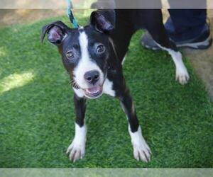 Italian Greyhound-Unknown Mix Dogs for adoption in Tallahassee, FL, USA