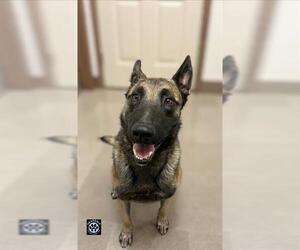 Mutt Dogs for adoption in HESPERIA, CA, USA