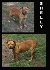American Pit Bull Terrier Dogs for adoption in Jacksonville, NC, USA