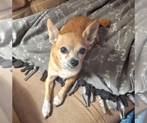 Chihuahua-Unknown Mix Dogs for adoption in Coldwater, MI, USA