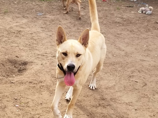 Akita-Labrador Retriever Mix Dogs for adoption in Concord, NC, USA