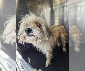 Shih Tzu-Unknown Mix Dogs for adoption in San Antonio, TX, USA
