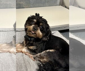 Cavalier King Charles Spaniel-Unknown Mix Dogs for adoption in Glen Allen, VA, USA