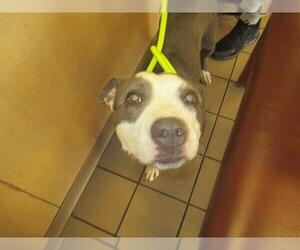 American Staffordshire Terrier-Unknown Mix Dogs for adoption in Ocala, FL, USA