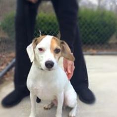 Medium Photo #1 Jack Russell Terrier-Unknown Mix Puppy For Sale in Lewisburg, WV, USA