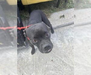 Mutt Dogs for adoption in Houston, TX, USA